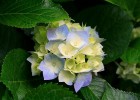 Hydrangeas.jpg | Recurso educativo 754167