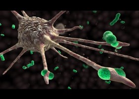 Macrophage Cytokine Release | Recurso educativo 756248