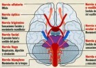 El aparato nervioso humano | Recurso educativo 759257