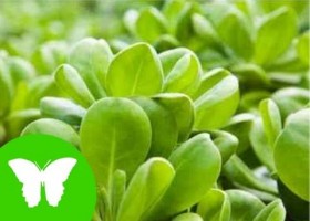 La nutrición de las plantas | Recurso educativo 769380