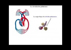 La circulación de la sangre | Recurso educativo 769570