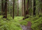 Image of a forest | Recurso educativo 773414