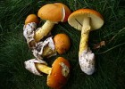 Amanita caesarea - Wikipedia | Recurso educativo 775686