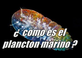 ¿Cómo es el plancton marino? El mayor generador de Oxígeno de la Tierra. | Recurso educativo 778247