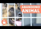 Abandono de animales | Recurso educativo 782245