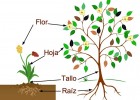 Las principales partes de las plantas: características y funciones | Recurso educativo 787725