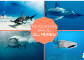 Los 10 tiburones más grandes del mundo | Recurso educativo 788573