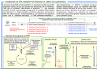 Amplificación del ADN | Recurso educativo 788603