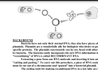 E coli | Recurso educativo 788605