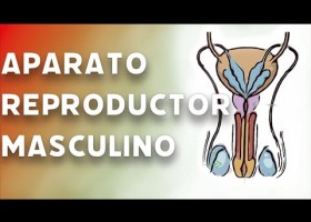 Aparato reprodutor | Recurso educativo 790629