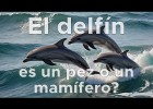 El delfín, es un pez o un mamífero? | Recurso educativo 7903470